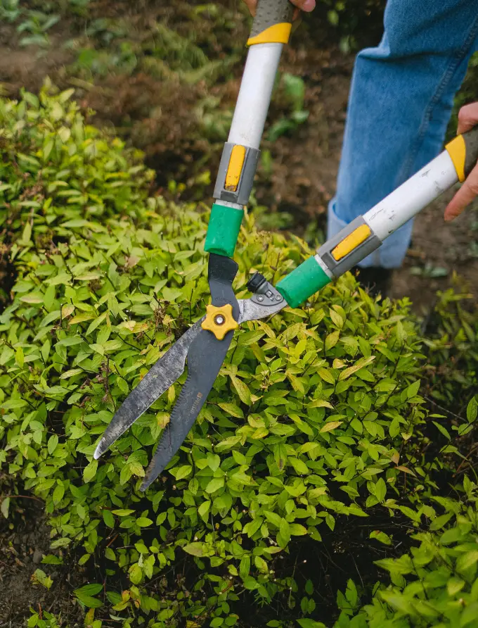 Landscaping